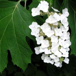 Hortensia de hojas de roble